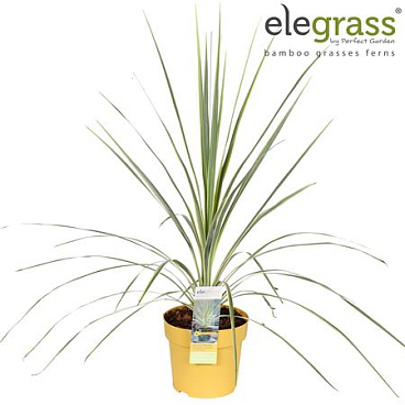 Cordyline Australis Lime Passion