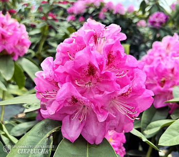 Рододендрон гибридный Беков