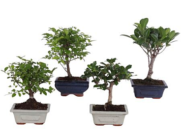 Bonsai Mix Pot In Ceramic