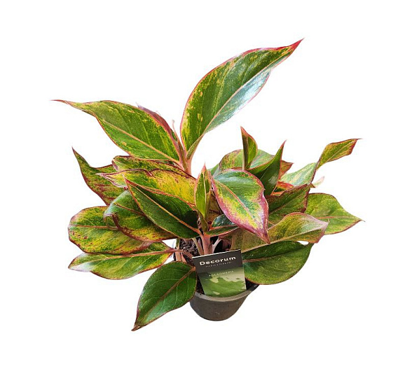 Аглаонема Крит