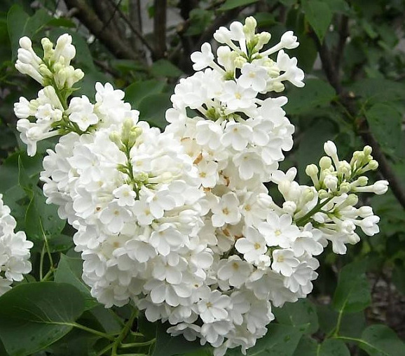 Сирень обыкновенная Мисс Элен Виллмот