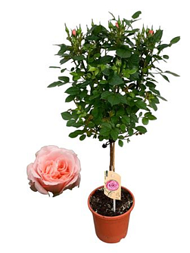 Rosa On Stem Pink