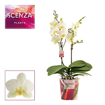Phal 2st Dazzling Lausanne 25+ (scenza)