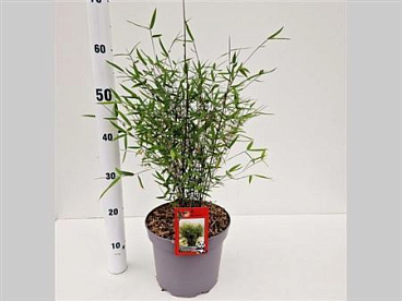 Fargesia Robusta Deep Purple