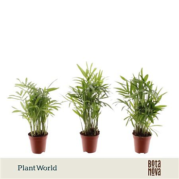 Chamaedorea Tiny (decorum)