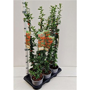 Pyracantha Orange Glow