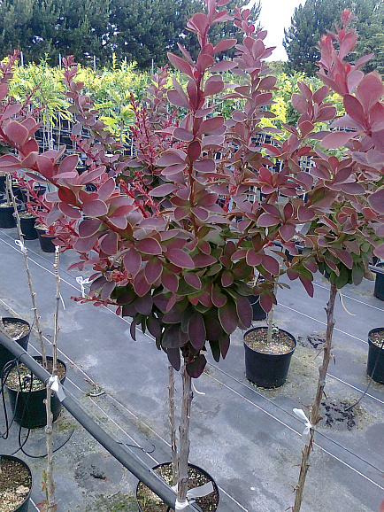 Барбарис тунберга Голден Ринг штамб 100