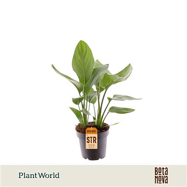 Strelitzia Reginae 12