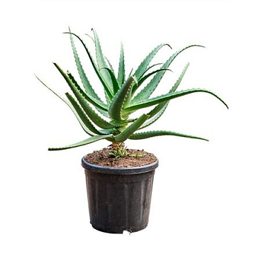 Aloe Red Safari