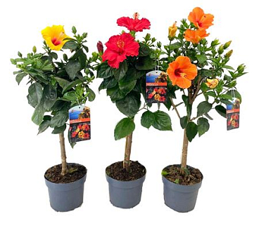 Hibiscus Rosa On Stem