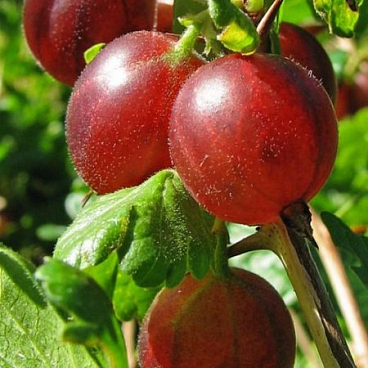 Крыжовник Сенатор