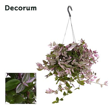 Tradescantia Fluminensis Pink Hill