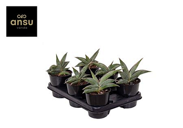 Sansevieria Almond Silver