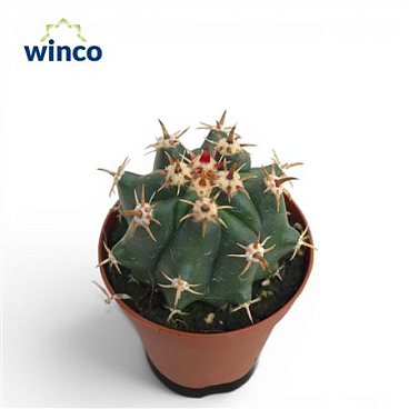 Ferocactus Townsendianus Brevispinus