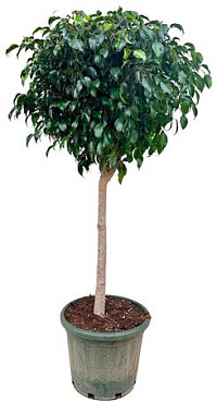 Ficus Be Danielle On Stm