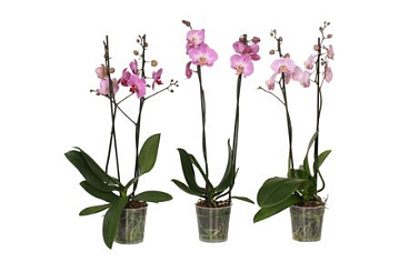 Phal 2st Pink 14+ (vg)