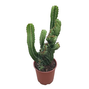 Euphorbia Ingens Cristata 24 Cm