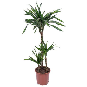 Драцена фрагранс Рики 3 ст