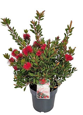Callistemon Laevis Bush
