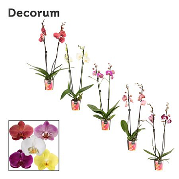 Phal 2st Orange (Дуйн Хоув)