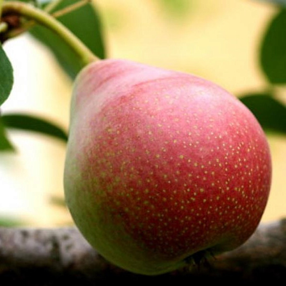 Груша обыкновенная Мраморная в тубе