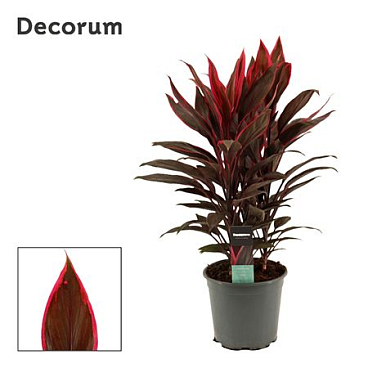 Cordyline Tango 3pp (decorum)