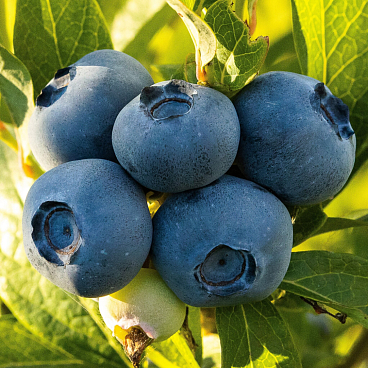 Голубика высокорослая Либерти | Оптовая цветочная компания «Флора Групп» Голубика высокорослая Либерти