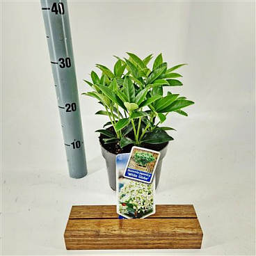 Skimmia Jap White Globe
