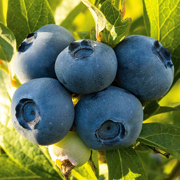 Голубика высокорослая Либерти