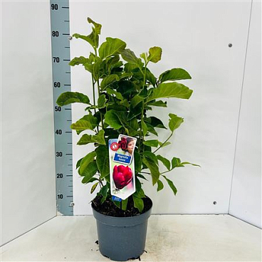Magnolia Genie