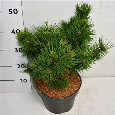 Pinus Strobus Macopin
