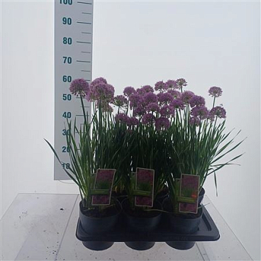 Allium Millenium