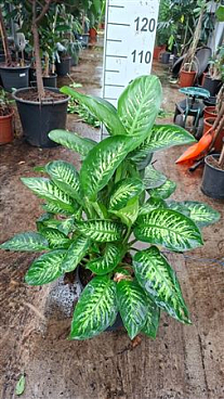 Dieffenbachia Maroba 100