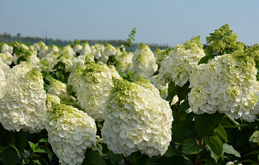 Гортензия метельчатая Меджикал Монт Блан