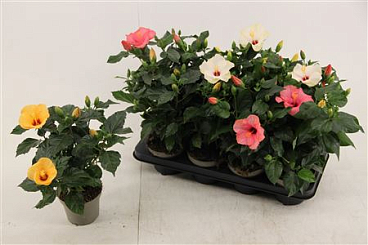 Hibiscus Mix 4+