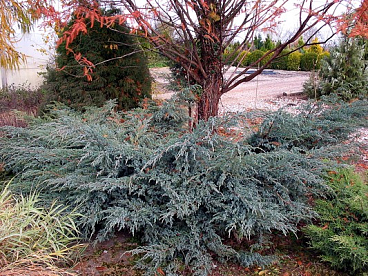 Можжевельник чешуйчатый Блю Карпет