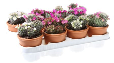 Mammillaria Mix Flowering In Rozenpot
