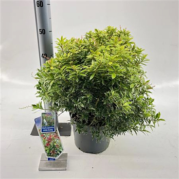 Pieris Jap Little Goldy