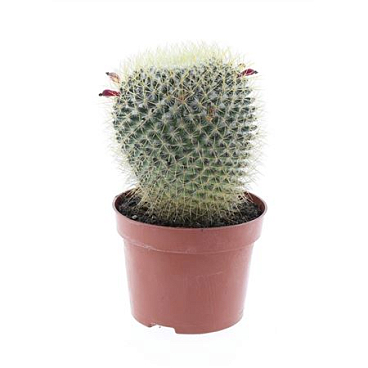 Mammillaria Pringley Geel E