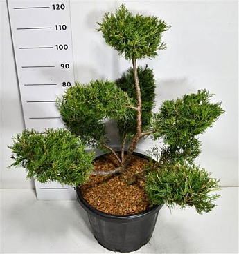 Juniperus Chin Kuriwao Gold