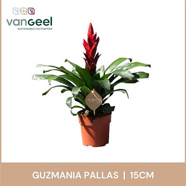 Guzmania Pallas