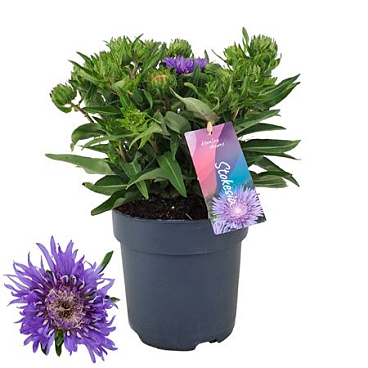 Stokesia Mels Blue