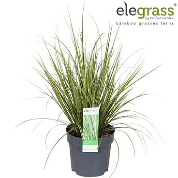 Carex Brunnea Variegata