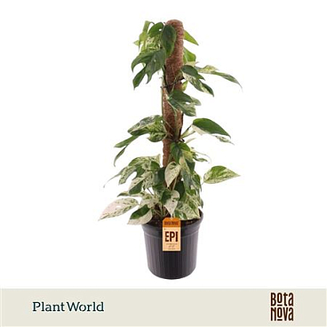 Epipremnum Marble King Mosspole