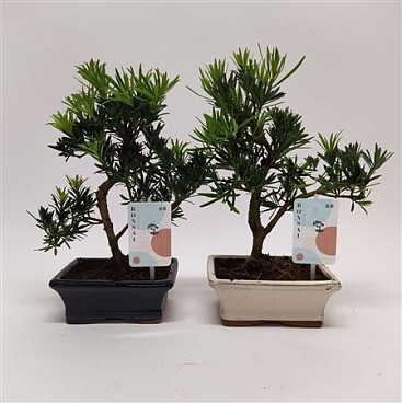 Bonsai Podocarpus