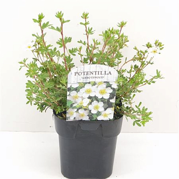 Potentilla Frut Abbotswood