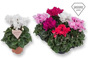 Cyclamen Merengue Mix (exclusive)