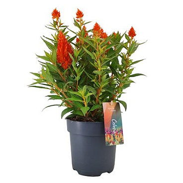 Celosia Argentea Kelos Fire Orange