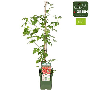 Rubus Ideaus Summer Chef Bio