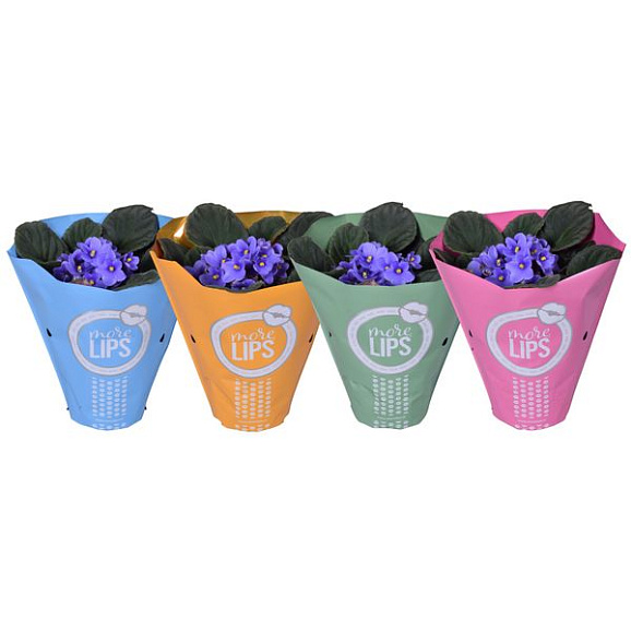 Фиалка голубая